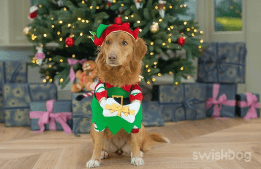 Choosing the Perfect Holiday Outfit for Your Dog