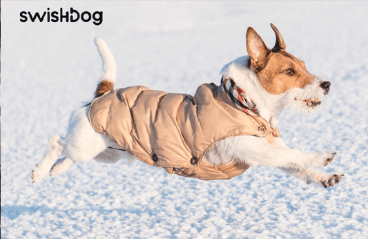 Choosing the Right Dog Apparel: A Guide for Pet Parents