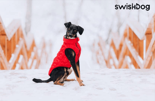 Do Dogs Really Need Coats in Winter? Expert Insights