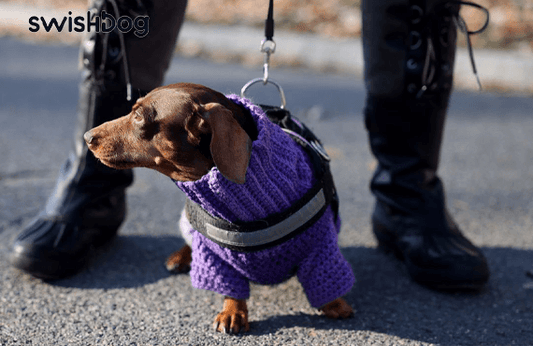 Do Small Dogs Really Need Coats? Find Out Here!