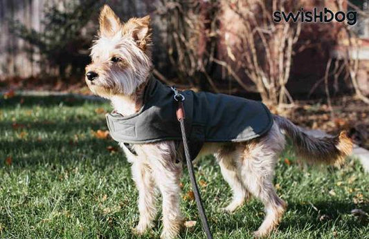 Choosing the Right Coat: A Guide for Every Dog Breed