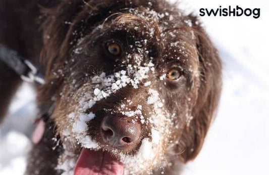 How To Recognize Signs of Hypothermia in Dogs?