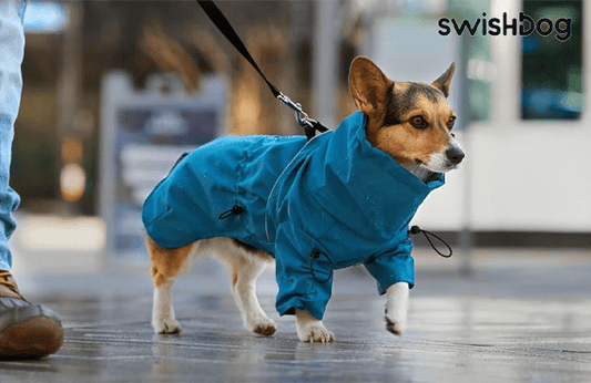 The Latest Trends in Specialized Dog Clothing: A Comprehensive Guide