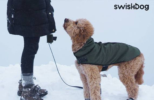 How to Choose the Perfect Dog Coat for Any Weather?