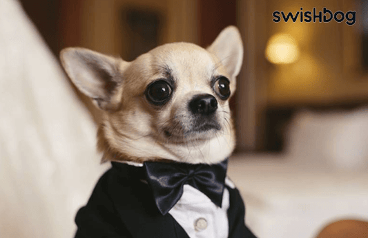 How to Choose the Perfect Formal Attire for Your Dog