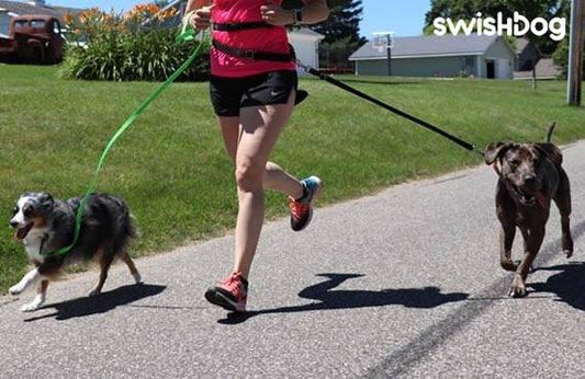 The Ultimate Guide to Running With Your Dog