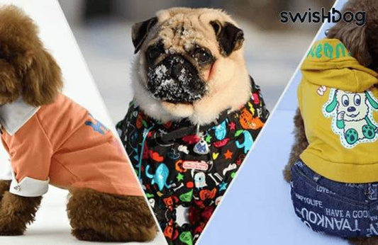 Stylish Solutions: The Ultimate Guide to Seasonal Dog Coats