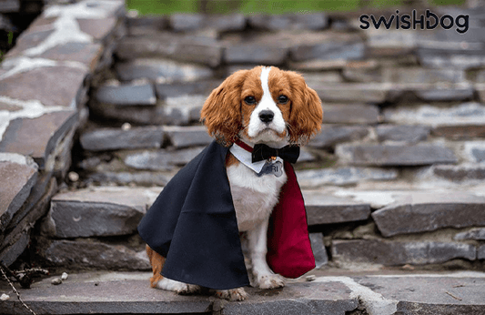 10 Essential Tips for Dressing Your Dog Safely for Halloween